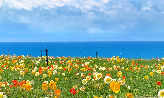 5 月新疆赛里木湖花海现场实拍