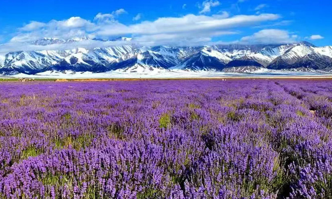 5 月新疆旅拍原片,随手一拍都是壁纸