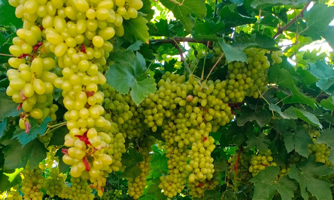 5 月新疆水果有哪些?尝鲜季节与购买地点