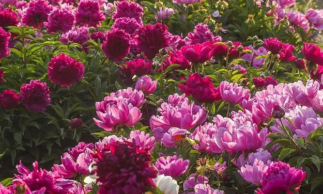 新疆6月最美季节真相:草原花海与避暑胜地全解析